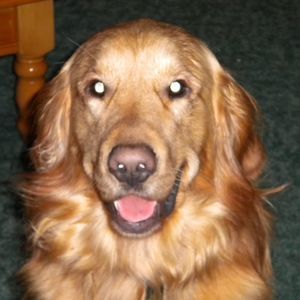 Meet your Posher, Shari